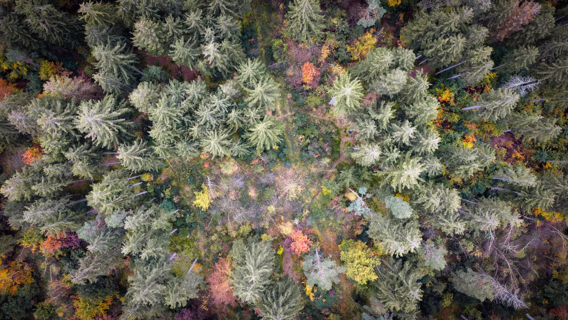 Wälder, die vom Himmel fallen